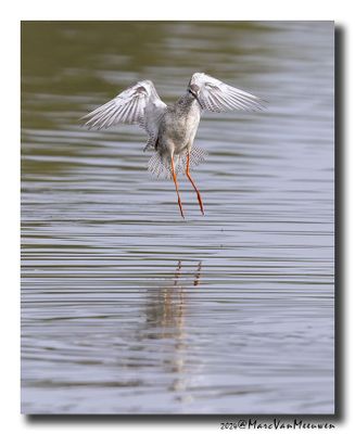 Zwarte Ruiter - Spotted Redshank
