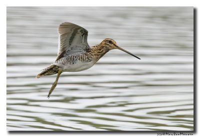Watersnip - Snipe