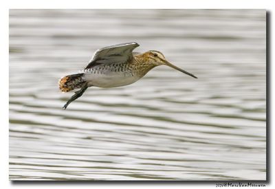 Watersnip - Snipe