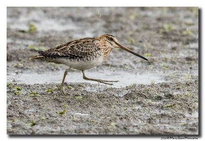 Watersnip - Snipe
