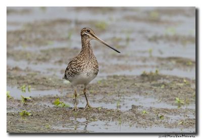 Watersnip - Snipe
