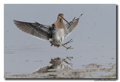 Watersnip - Snipe