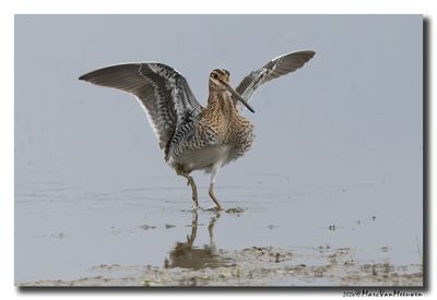 Watersnip - Snipe