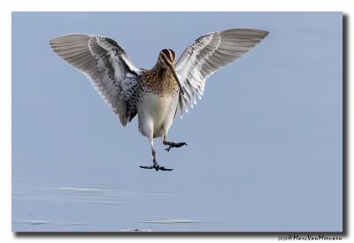 Watersnip - Snipe 