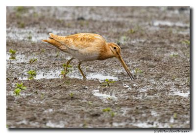 Watersnip - Snipe