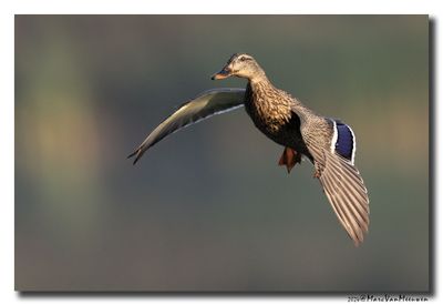 Wilde Eend - Mallard