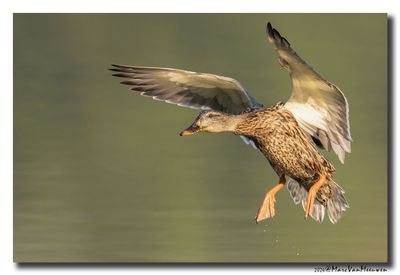 Wilde Eend - Mallard