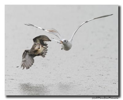 Wintertaling - Eurasian Teal