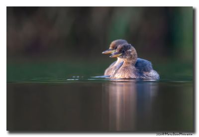 Dodaars - Little Grebe