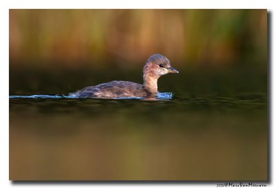 Dodaars - Little Grebe