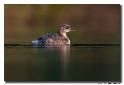 Dodaars - Little Grebe
