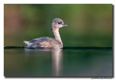 Dodaars - Little Grebe