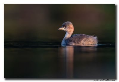 Dodaars - Little Grebe