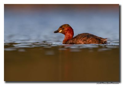 Dodaars - Little Grebe