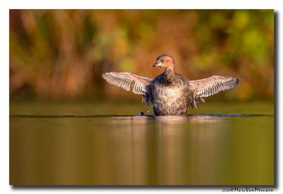 Dodaars - Little Grebe