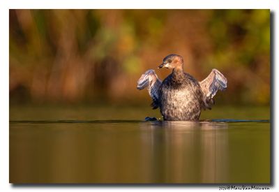 Dodaars - Little Grebe