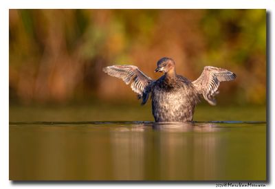 Dodaars - Little Grebe