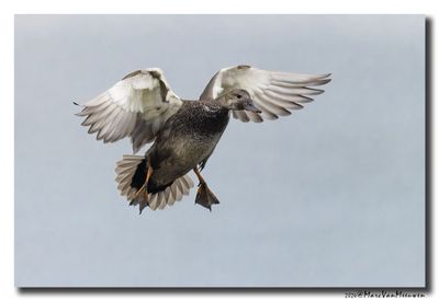 Krakeend - Gadwall