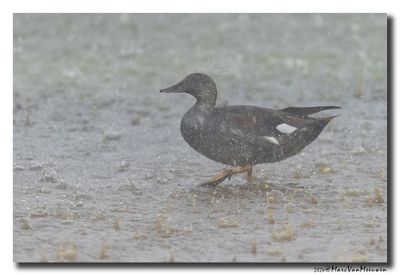 Krakeend - Gadwall