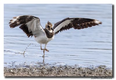 Kievit - Northern Lapwing