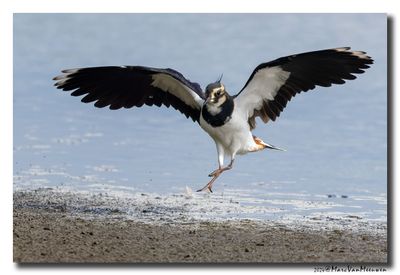 Kievit - Northern Lapwing