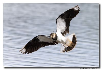 Kievit - Northern Lapwing
