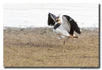 Kievit - Northern Lapwing