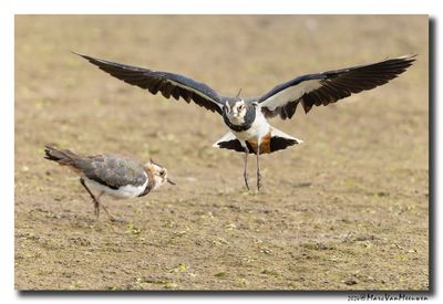 Kievit - Northern Lapwing