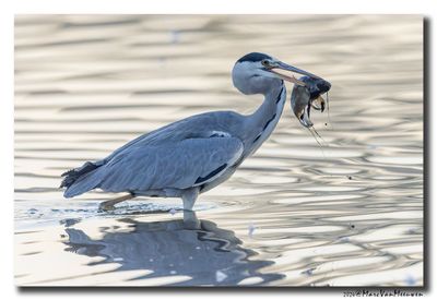 Blauwe Reiger - Grey Heron