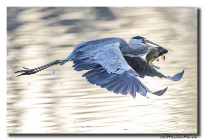 Blauwe Reiger - Grey Heron