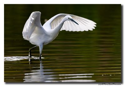 Kleine Zilverreiger - Little Egret