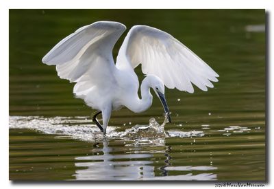 Kleine Zilverreiger - Little Egret