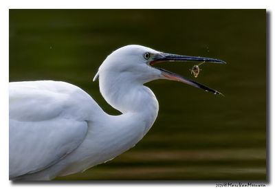 Kleine Zilverreiger - Little Egret