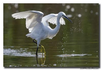 Kleine Zilverreiger - Little Egret
