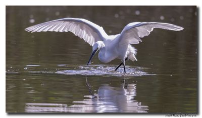 Kleine Zilverreiger - Little Egret