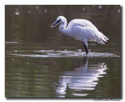 Kleine Zilverreiger - Little Egret