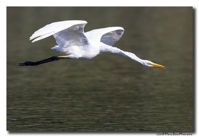 Grote Zilverreiger - Great Egret
