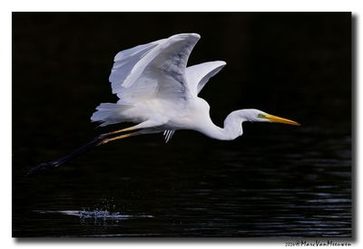 Grote Zilverreiger - Great Egret