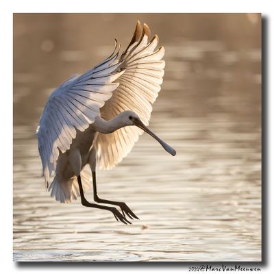 Lepelaar - Spoonbill