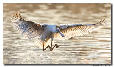 Lepelaar - Spoonbill