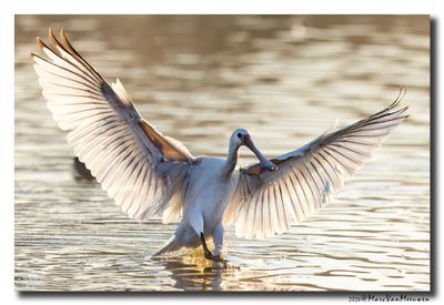 Lepelaar - Spoonbill