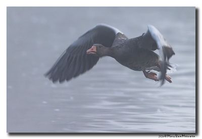 Grauwe Gans - Greylag Goose