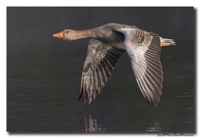 Grauwe Gans - Greylag Goose