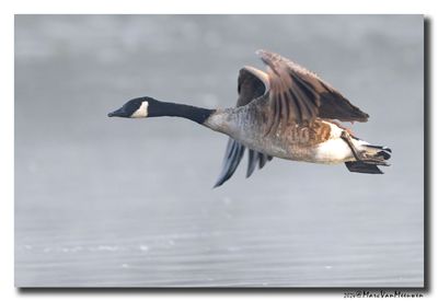 Grote Canadese Gans - Canada Goose