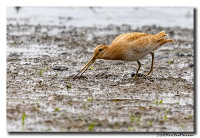 Watersnip - Snipe