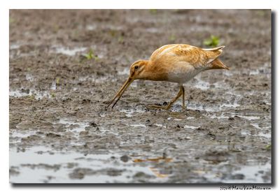 Watersnip - Snipe