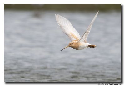 Watersnip - Snipe