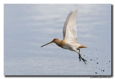 Watersnip - Snipe