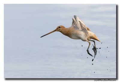 Watersnip - Snipe