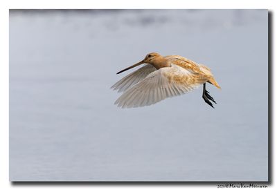 Watersnip - Snipe